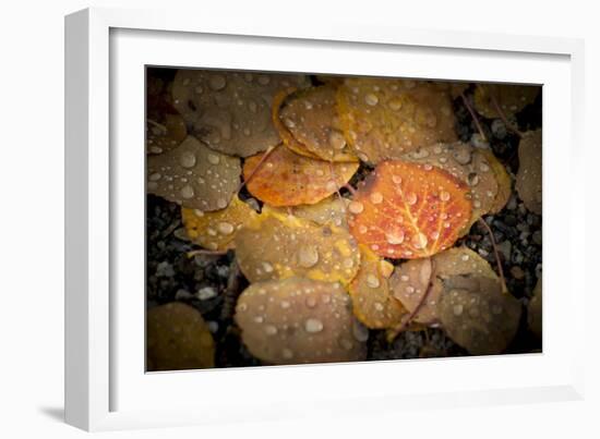 Fall Rains-Dan Ballard-Framed Photographic Print