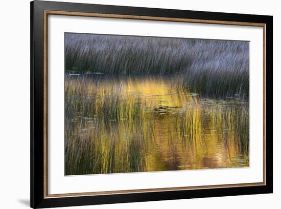 Fall Reflections in a Marsh, Acadia National Park, Maine, USA-Joanne Wells-Framed Photographic Print