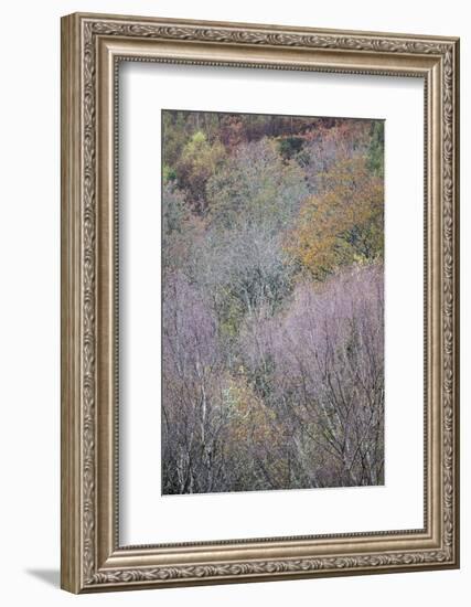 Fall's Splendor-Doug Chinnery-Framed Photographic Print