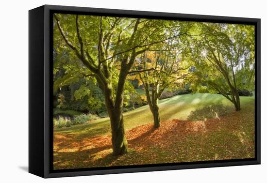 Fall Scenic on the Bloedel Reserve, Bainbridge Island, Washington, USA-Jaynes Gallery-Framed Premier Image Canvas