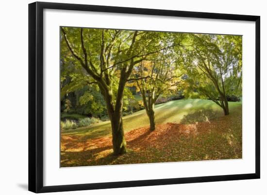 Fall Scenic on the Bloedel Reserve, Bainbridge Island, Washington, USA-Jaynes Gallery-Framed Photographic Print