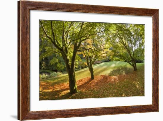 Fall Scenic on the Bloedel Reserve, Bainbridge Island, Washington, USA-Jaynes Gallery-Framed Photographic Print