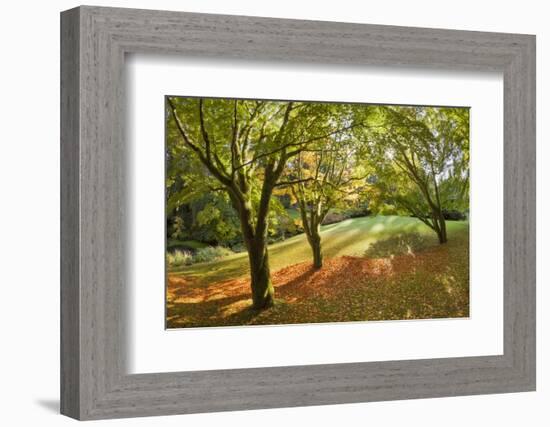 Fall Scenic on the Bloedel Reserve, Bainbridge Island, Washington, USA-Jaynes Gallery-Framed Photographic Print