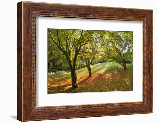 Fall Scenic on the Bloedel Reserve, Bainbridge Island, Washington, USA-Jaynes Gallery-Framed Photographic Print