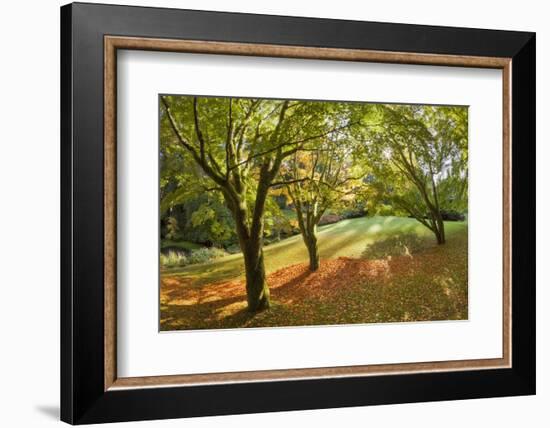 Fall Scenic on the Bloedel Reserve, Bainbridge Island, Washington, USA-Jaynes Gallery-Framed Photographic Print