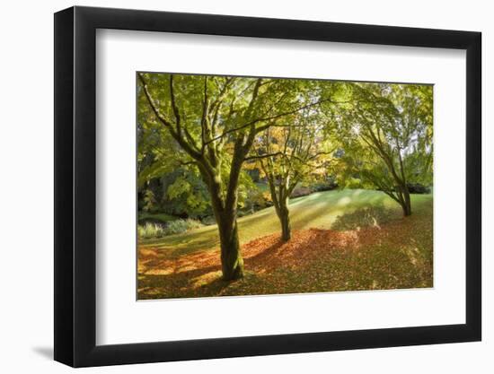 Fall Scenic on the Bloedel Reserve, Bainbridge Island, Washington, USA-Jaynes Gallery-Framed Photographic Print