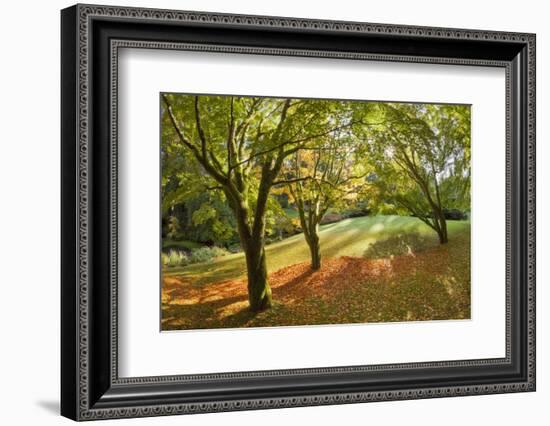 Fall Scenic on the Bloedel Reserve, Bainbridge Island, Washington, USA-Jaynes Gallery-Framed Photographic Print