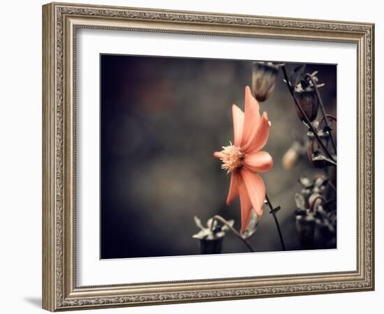 Fall Season Red Flower Closeup-iraua-Framed Photographic Print