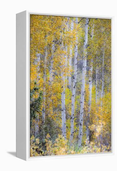 Fall Snowstorm, Aspen Trees, Grand Teton National Park-Howie Garber-Framed Premier Image Canvas