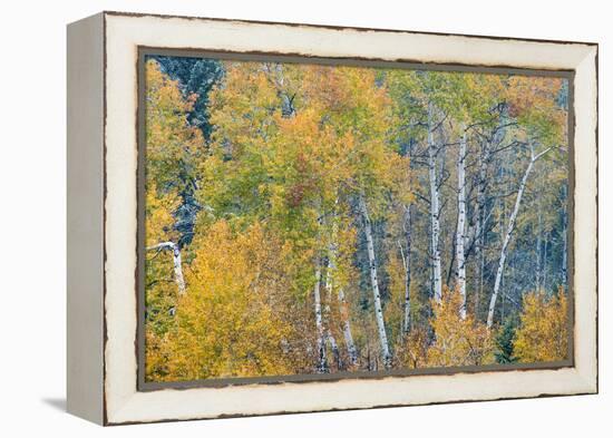 Fall Snowstorm, Aspen Trees, Grand Teton National Park-Howie Garber-Framed Premier Image Canvas