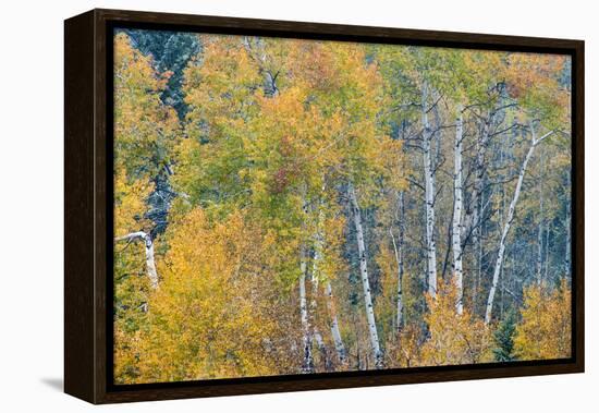 Fall Snowstorm, Aspen Trees, Grand Teton National Park-Howie Garber-Framed Premier Image Canvas