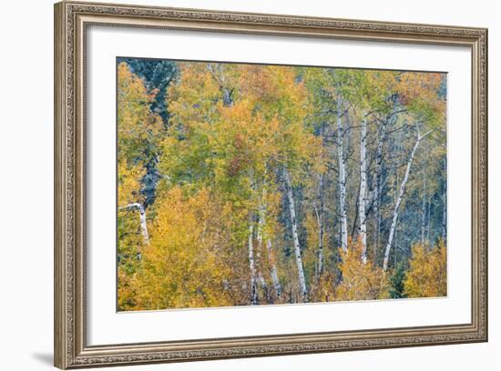 Fall Snowstorm, Aspen Trees, Grand Teton National Park-Howie Garber-Framed Photographic Print