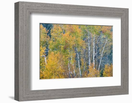 Fall Snowstorm, Aspen Trees, Grand Teton National Park-Howie Garber-Framed Photographic Print