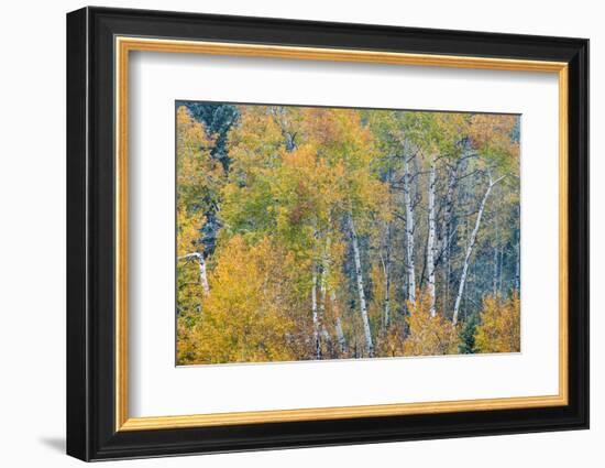 Fall Snowstorm, Aspen Trees, Grand Teton National Park-Howie Garber-Framed Photographic Print