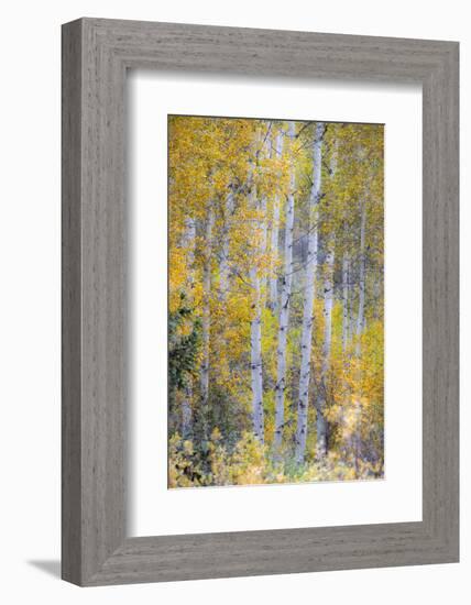 Fall Snowstorm, Aspen Trees, Grand Teton National Park-Howie Garber-Framed Photographic Print