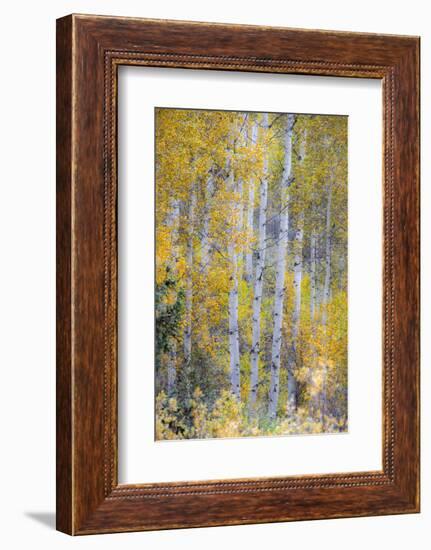 Fall Snowstorm, Aspen Trees, Grand Teton National Park-Howie Garber-Framed Photographic Print