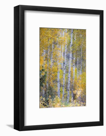 Fall Snowstorm, Aspen Trees, Grand Teton National Park-Howie Garber-Framed Photographic Print