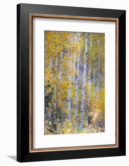 Fall Snowstorm, Aspen Trees, Grand Teton National Park-Howie Garber-Framed Photographic Print