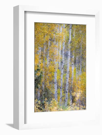 Fall Snowstorm, Aspen Trees, Grand Teton National Park-Howie Garber-Framed Photographic Print