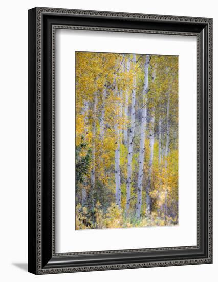 Fall Snowstorm, Aspen Trees, Grand Teton National Park-Howie Garber-Framed Photographic Print