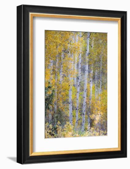 Fall Snowstorm, Aspen Trees, Grand Teton National Park-Howie Garber-Framed Photographic Print