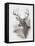 Fall Splendor-Ruane Manning-Framed Stretched Canvas