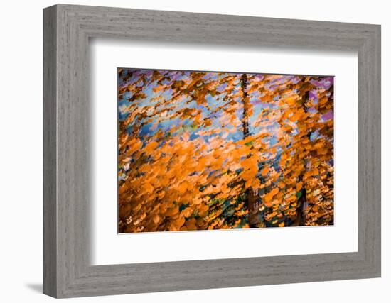 Fall Splendour 4-Ursula Abresch-Framed Photographic Print