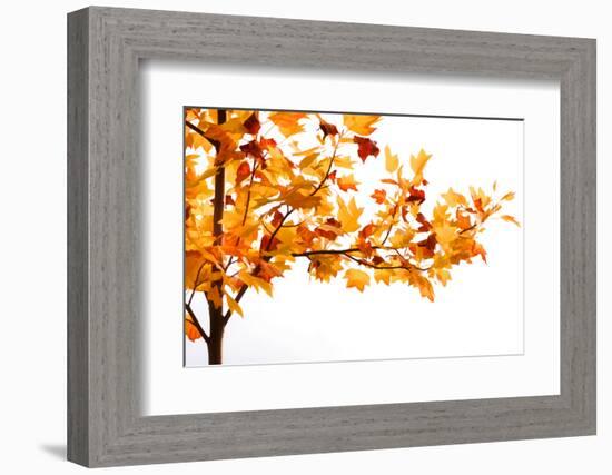 Fall Time-Philippe Sainte-Laudy-Framed Photographic Print