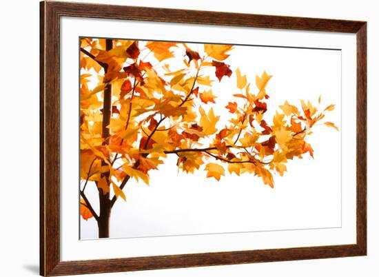 Fall Time-Philippe Sainte-Laudy-Framed Photographic Print