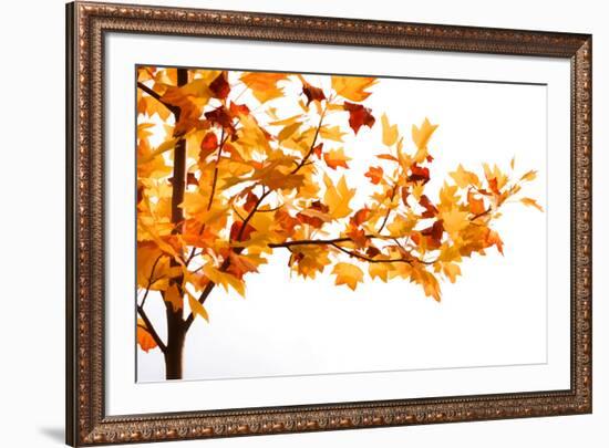 Fall Time-Philippe Sainte-Laudy-Framed Photographic Print