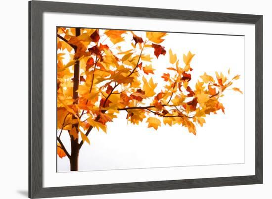 Fall Time-Philippe Sainte-Laudy-Framed Photographic Print