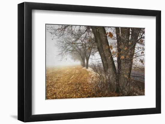 Fall to Winter-David Lorenz Winston-Framed Art Print