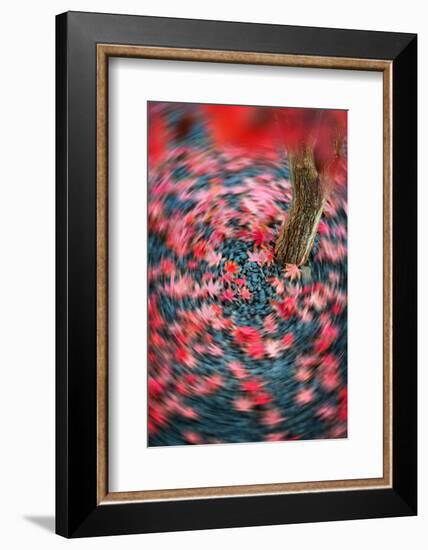 Fall Tourniquet-Philippe Sainte-Laudy-Framed Photographic Print