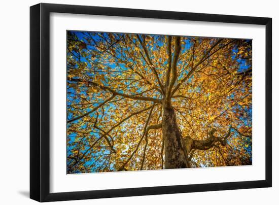 Fall Tree-Tim Oldford-Framed Photographic Print