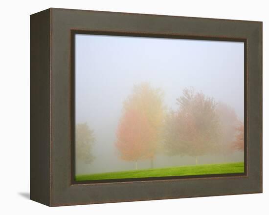 Fall trees shrouded in mist-Craig Tuttle-Framed Premier Image Canvas