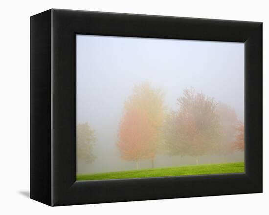 Fall trees shrouded in mist-Craig Tuttle-Framed Premier Image Canvas