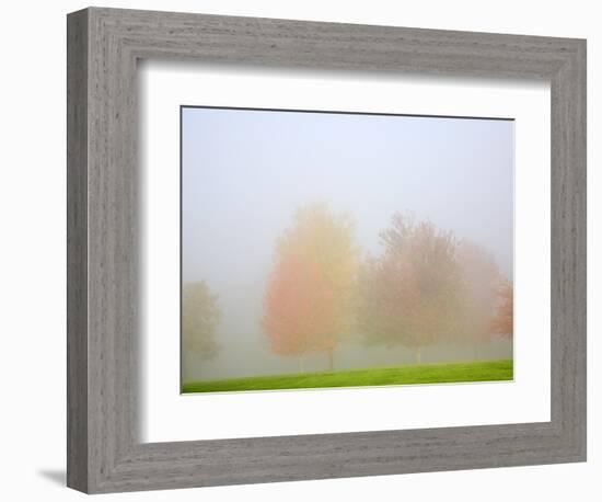 Fall trees shrouded in mist-Craig Tuttle-Framed Photographic Print