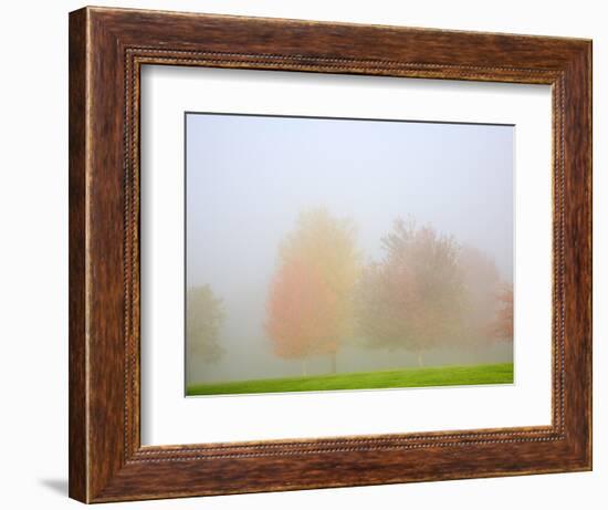 Fall trees shrouded in mist-Craig Tuttle-Framed Photographic Print