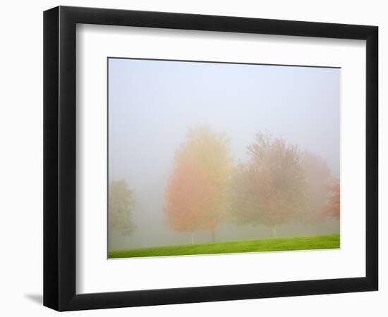 Fall trees shrouded in mist-Craig Tuttle-Framed Photographic Print