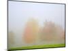 Fall trees shrouded in mist-Craig Tuttle-Mounted Photographic Print