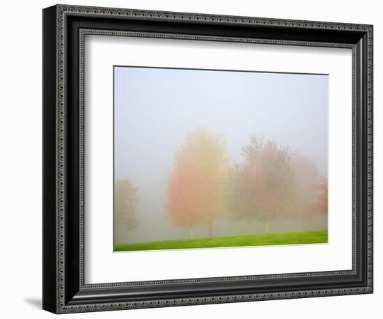 Fall trees shrouded in mist-Craig Tuttle-Framed Photographic Print