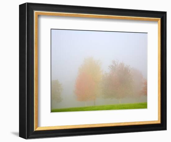 Fall trees shrouded in mist-Craig Tuttle-Framed Photographic Print