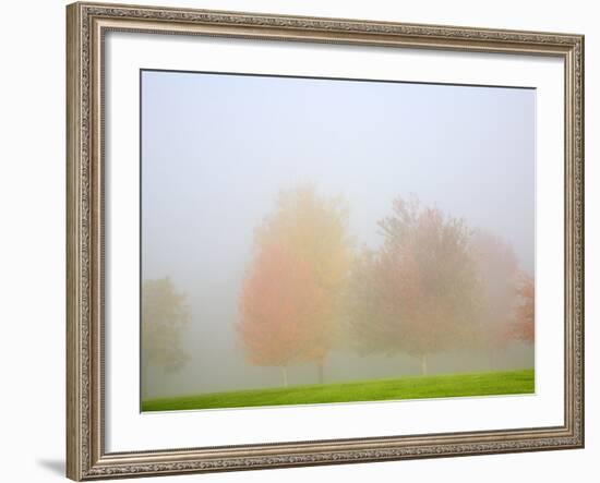 Fall trees shrouded in mist-Craig Tuttle-Framed Photographic Print