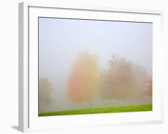 Fall trees shrouded in mist-Craig Tuttle-Framed Photographic Print