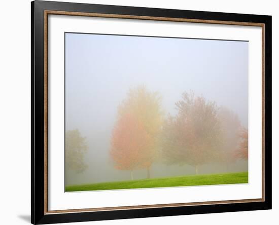 Fall trees shrouded in mist-Craig Tuttle-Framed Photographic Print