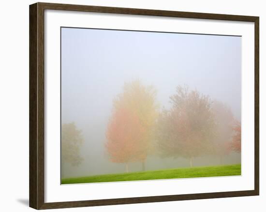 Fall trees shrouded in mist-Craig Tuttle-Framed Photographic Print