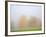 Fall trees shrouded in mist-Craig Tuttle-Framed Photographic Print