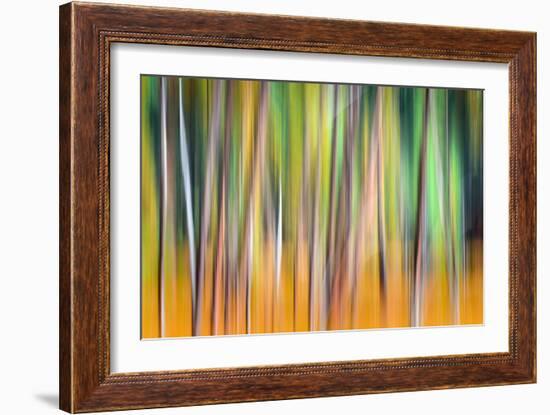 Fall Trees-Ursula Abresch-Framed Photographic Print