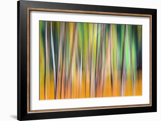 Fall Trees-Ursula Abresch-Framed Photographic Print