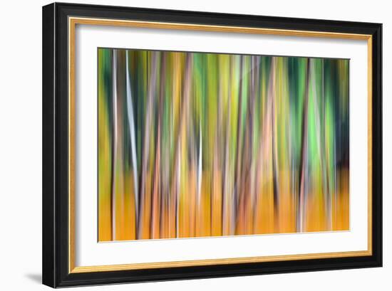 Fall Trees-Ursula Abresch-Framed Photographic Print